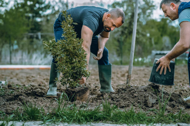 The Steps Involved in Our Tree Care Process in Riddle, OR